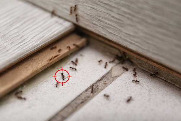 Best Pest Inspection Near Me  in Clarksville, IA